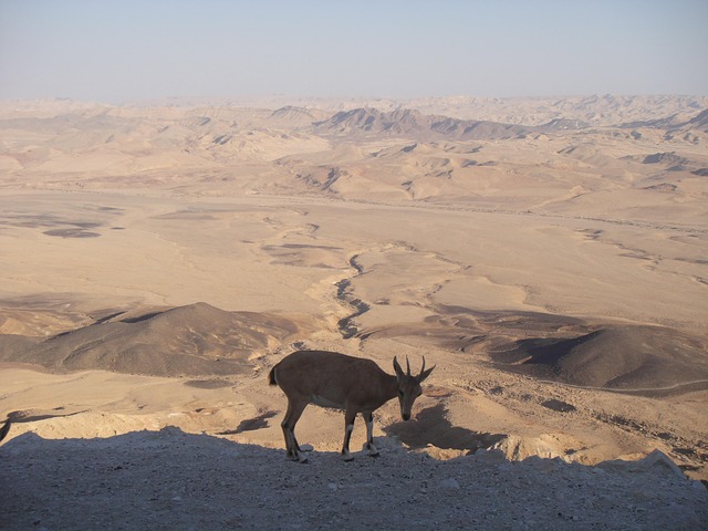 Free Desert Neguev photo and picture