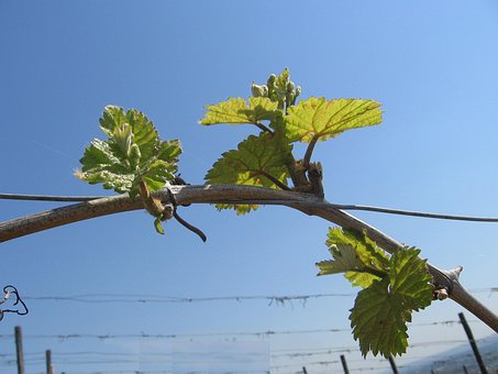 Free Wine Leaves photo and picture