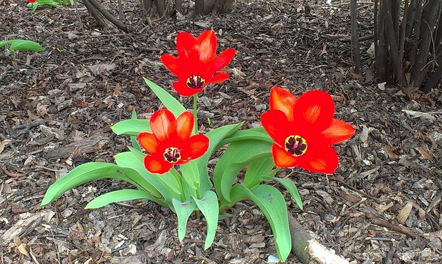 Free Flower Tulip photo and picture