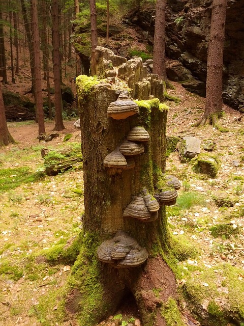 Free Tree Stump photo and picture