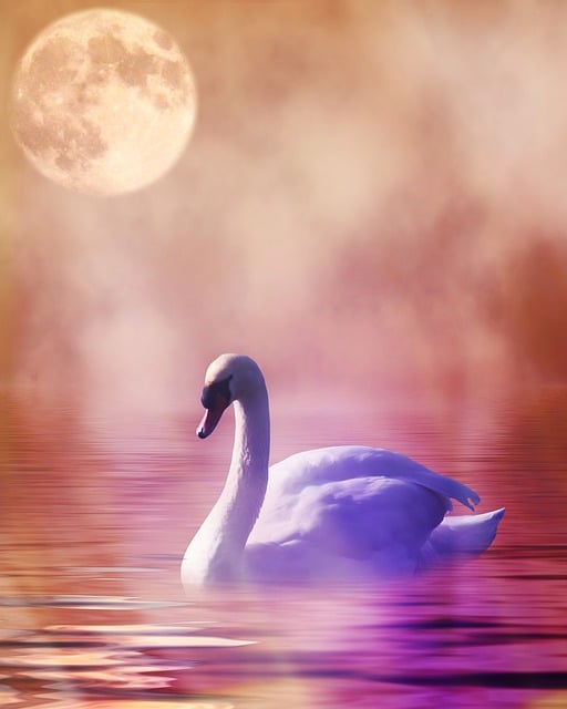 Free Swan Romantic illustration and picture