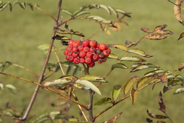 Free Ash Berry photo and picture