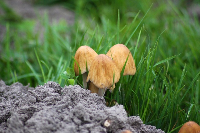 Free Mushrooms Meadow photo and picture