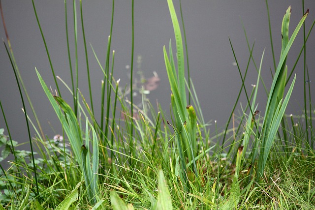 Free Pond Grass photo and picture