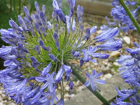 Agapanthus, Floare, Bloom, Floral