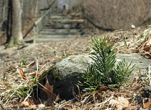 Free Wood Nature photo and picture