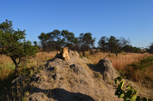 Free Lions Rocks photo and picture
