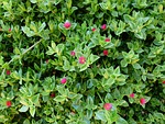 aptenia cordifolia, aptenia, bush