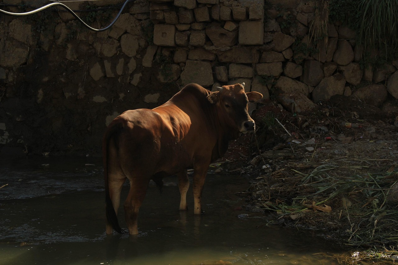 Cow - free online jigsaw puzzle photo