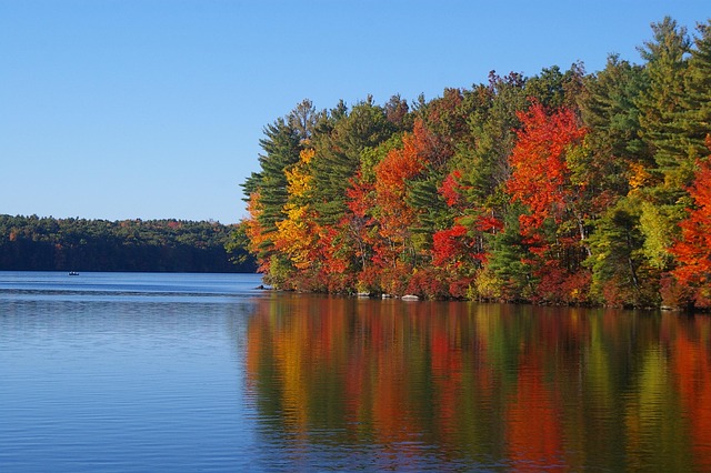 Free Fall Foliage photo and picture