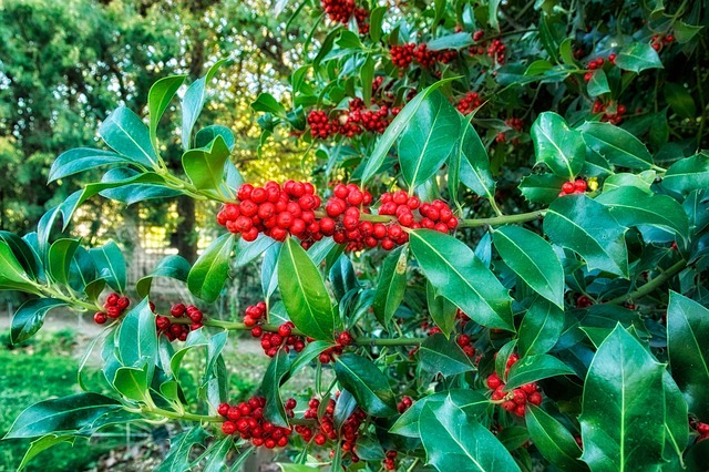 Free photo europeon holly plants blooms free image on pixabay 187850