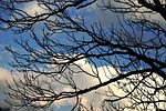 branches, twigs, groping