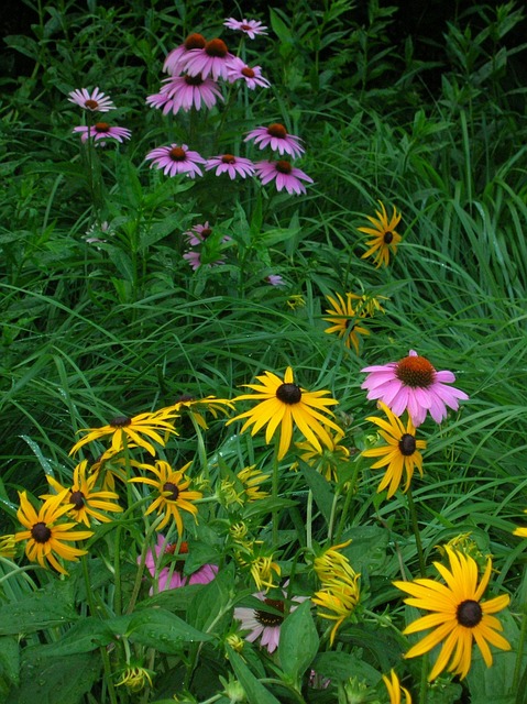 Free Wildflowers Purple Coneflower photo and picture