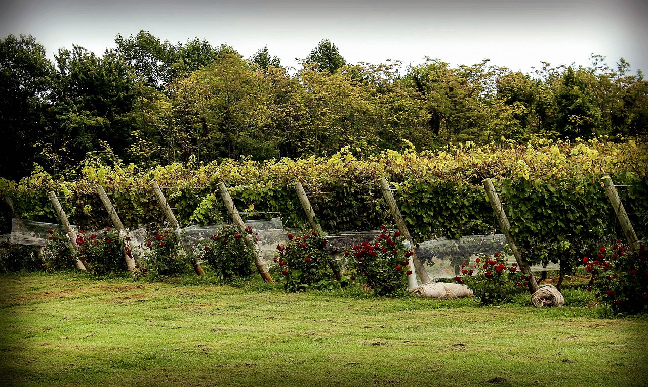 Vineyard Bird Netting Protection - Free photo on Pixabay - Pixabay