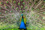 peacock, pen, alluring yet
