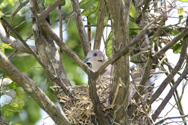 Free Bird'S Nest Dove photo and picture