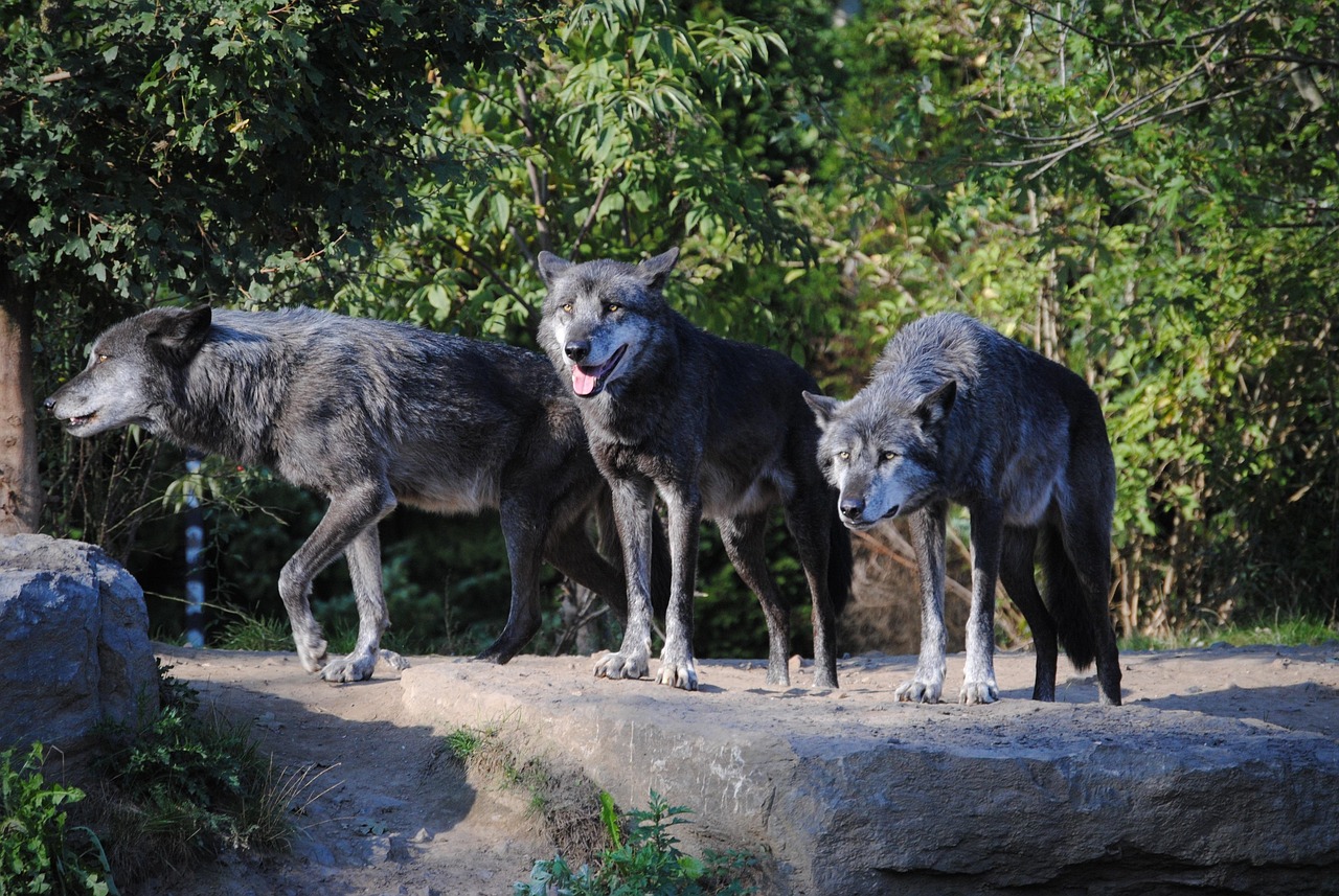 Wolves Animals Wildlife - Free photo on Pixabay