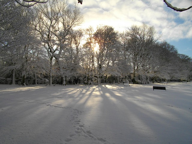 Free Trees Ice photo and picture