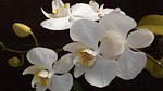 orquidea, flower, love