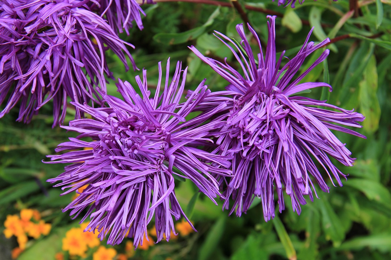 Free Rays Aster Aster photo and picture