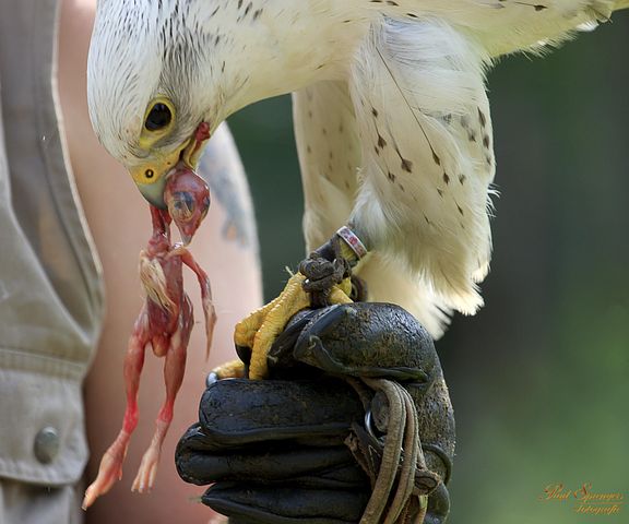 6以上の無料シロハヤブサ 鳥画像