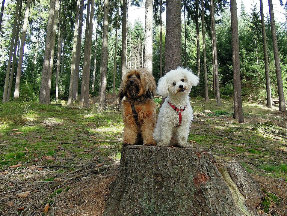 Perros, Perro, Dos, Bosque, Sentado, Árboles