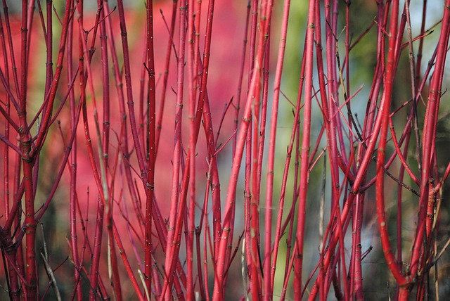 Arbusto, Otoño, Naturaleza, Plantas