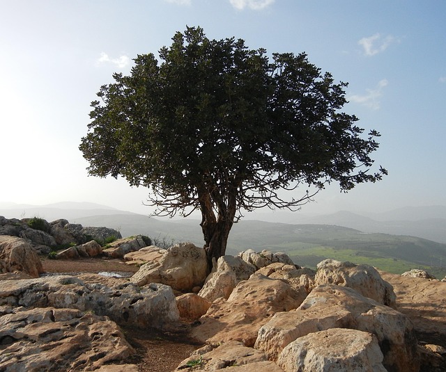 Free Tree Lonely photo and picture
