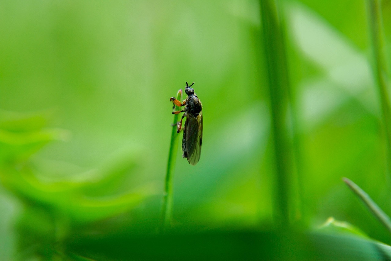 Grass Worm Mucha - Free photo on Pixabay - Pixabay
