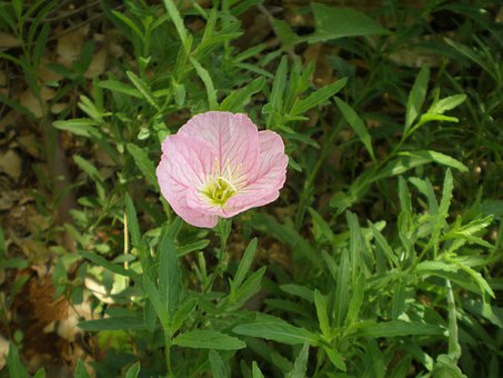 Free Flower Blossom photo and picture
