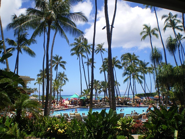 Free Palms Coconut photo and picture