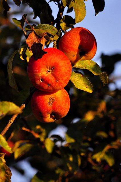 Apfel, Obst, Herbst, Früchte, Natur