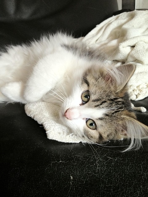 Katze, Natur, Tiere, Haustier, Tier