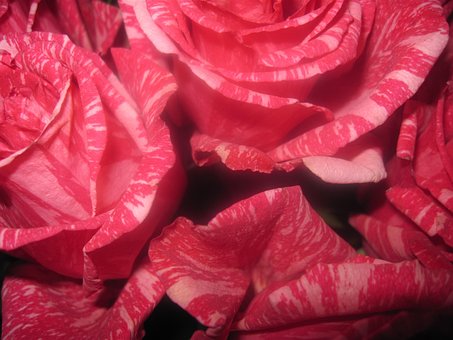 Free Flowers Petals photo and picture
