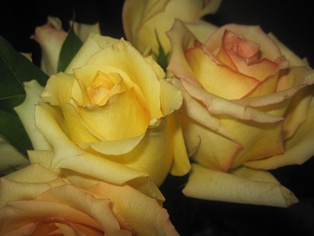 Free Roses Yellow photo and picture