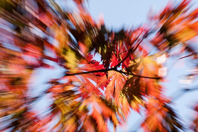Free Move Leaves photo and picture