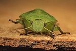 bug, wants, nature