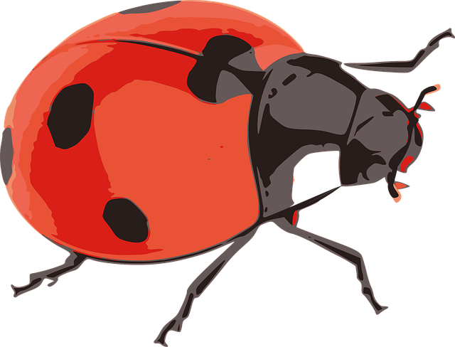 Free ladybug red insect vector