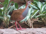 giant wood rail, animal, beak