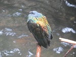nicobar pigeon, animal, beak