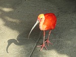 scarlet ibis, animal, beak