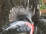 victoria crowned pigeon, animal, beak