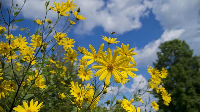Free Flower Flower Background photo and picture
