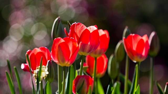 Free Tulips Flower Background photo and picture
