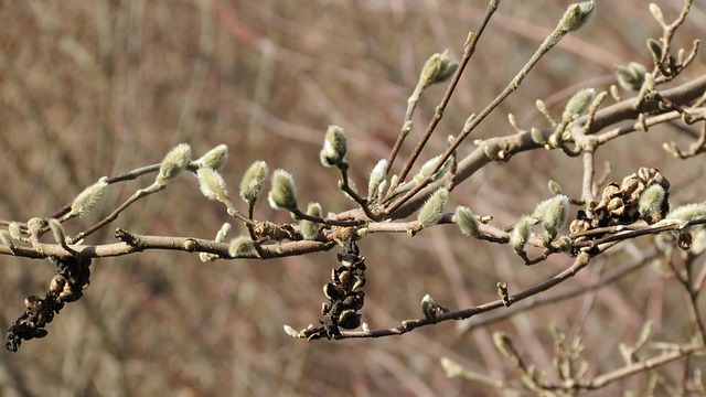 Free Bud Green photo and picture