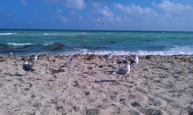 Free Ocean Atlantic photo and picture