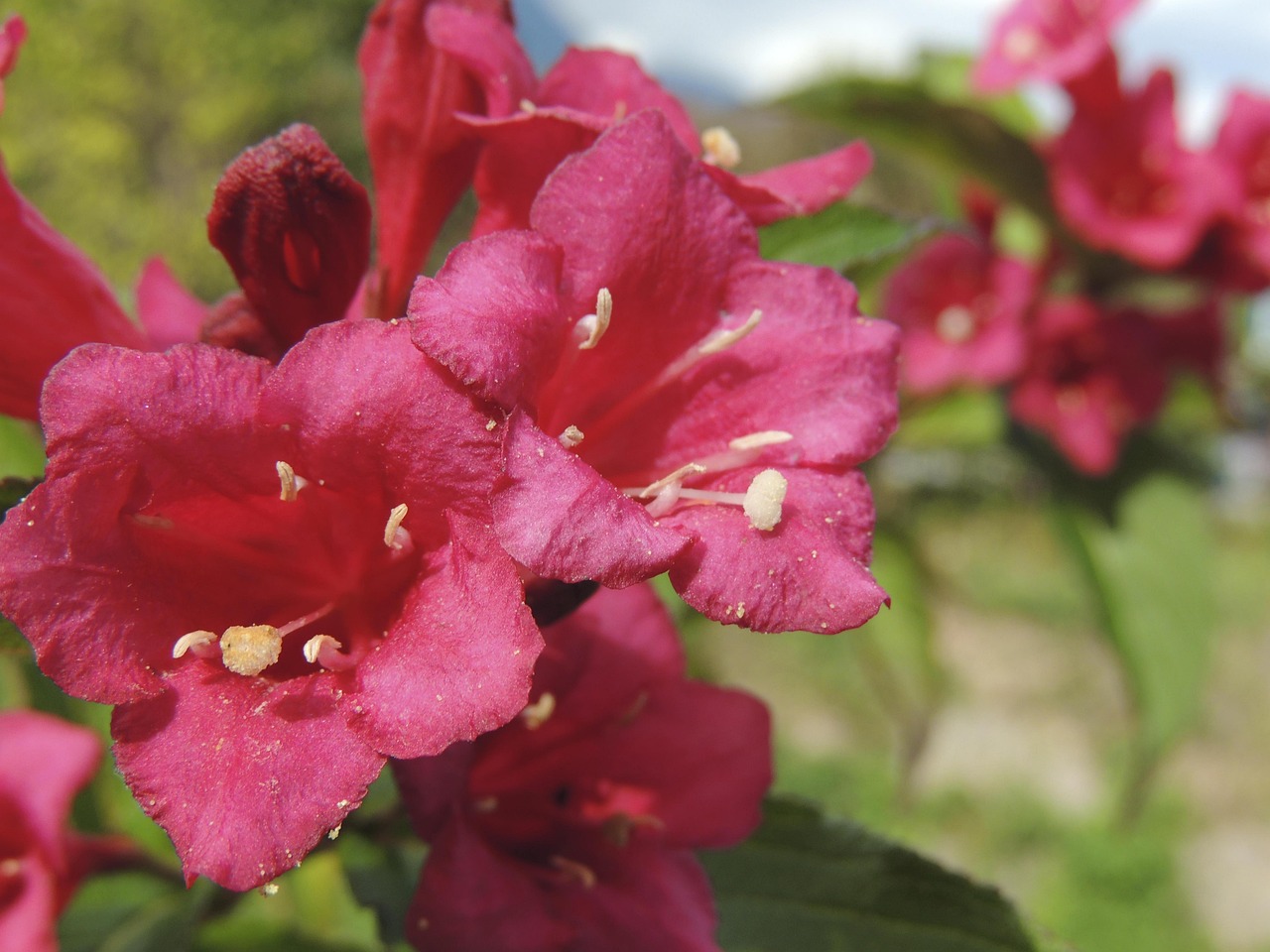 Flower - free online jigsaw puzzle photo