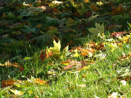 Herfstkleuren, Bladeren, Gras, Weergave