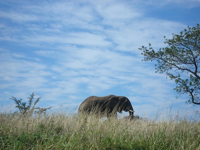 Free Elephant South photo and picture