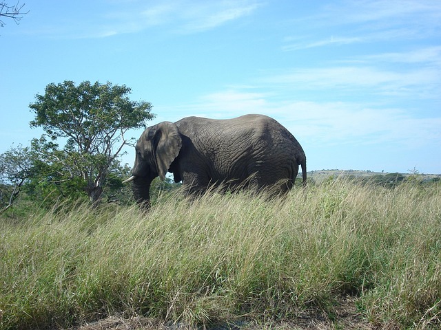 Free Elephant South photo and picture